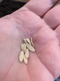 Cucumber seeds T Long