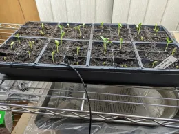 seedlings under grow light.