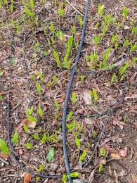 Spaghetti tubing in a patch of Chinese Hardy Orchids. Jeanette Alosi