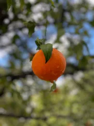 La mosca oriental de la fruta pone sus huevos en la fruta, y los huevos eclosionan en larvas que luego se alimentan de la fruta.