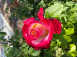 Double Delight Rose