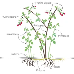 Illustration of a raspberry plant with labeled parts, including fruiting laterals, floricanes, primocanes, suckers, rhizome, and roots, featuring green stems and red raspberries.