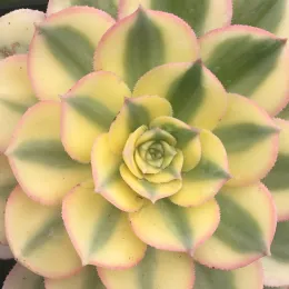 Aeonium 'Sunburst'. Photo by Cynthia Nations