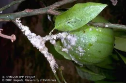 Close-up of a green citrus fruit with cottony cushion scale insects, showing white, cotton-like masses on the fruit and surrounding leaves.