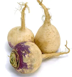 Three rutabagas with varying colors and shapes, arranged on a white background. One is purple on top, transitioning to white, while the others are primarily pale beige.