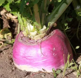 A rutabaga with a purple and white bulb is partially visible in soil, surrounded by green leaves and small plants.