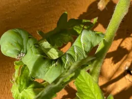 A green tomato hornworm resting on tomato leaves, showing its smooth, segmented body with black dots and a horn-like projection on its rear end.