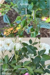 Feature 2 - Phibbs Pic 6