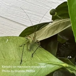Pests Pic - Katydid