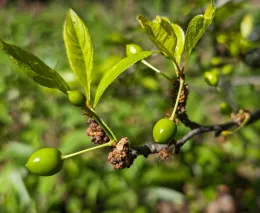 A close-up of a plum tree branch showing unripe green plums and tan galls, indicating pest infestation, surrounded by green leaves.