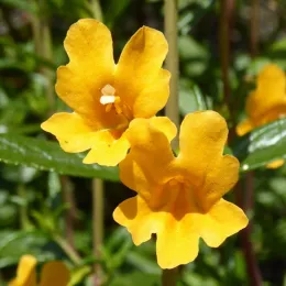 Yellow flowers