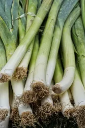 A close-up of a bundle of leeks with long, green tops, white shafts, and fibrous brown roots at the base.