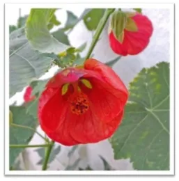 Wisconsin University Horticulture Extension