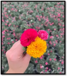 Fruit Punch® ‘Cranberry Cocktail' Dianthus, Fruit Punch® ‘Raspberry Ruffles' Dianthus, and Solanna™ Golden Sphere Tickseed. Photo courtesy of Great Garden Plants