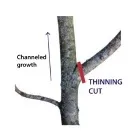 Lindsey Purcell, Forestry and Natural Resources, Purdue University