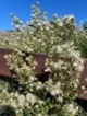 Coyote brush (Baccharis pilularis)