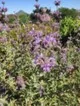 Purple sage (Salvia clevelandii)