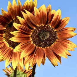 Ornamentals