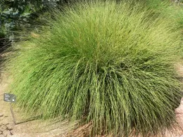 A dense, green tuft of Deergrass (Muhlenbergia rigens) with long, slender blades, accompanied by a staked plant label.