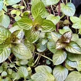 Herbs