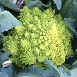 A detailed view of a green Romanesco cauliflower surrounded by broad green leaves, showcasing its unique fractal pattern.