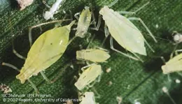 Aphids