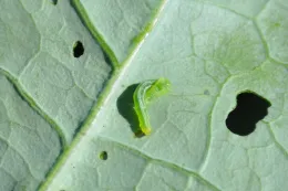 A bright green cabbage moth larva on a green leaf