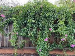 Pink-flowered vines cascading over a weathered wooden fence, with dense green foliage covering most of the fence surface.