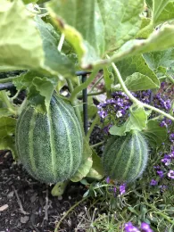 small ripening green melons on a vine