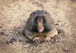 A pocket gopher popping out of a hole