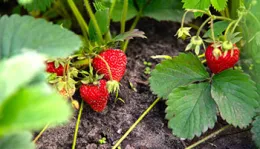 Strawberries reproduce via runners- Courtesy Shutterstock