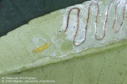 Citrus leaf showing serpentine tunnels and a small yellow larva from citrus leafminer infestation