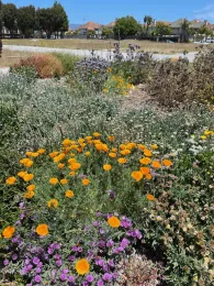 Native wildflower garden