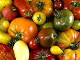 different varieties of tomatoes
