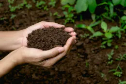 Hand holding soil