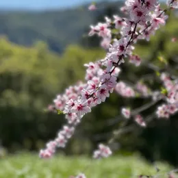 a branch of blossoms on a nectarine tree with greenery in the background