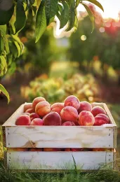Box of Fresh Picked Peaches
