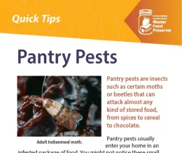 Pantry Pests Quick Tip Card showing adult Indianmeal moths. 