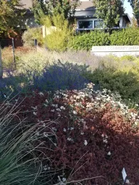 Winters Library Teaching Garden in Fall