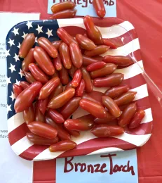 Bronze Torch tomatoes