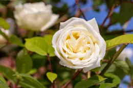 Cream colored rose
