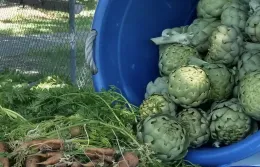 Grace Garden, artichoke harvest