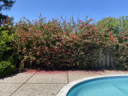 Photo of bottle brush allowed to grow taller and flowering.