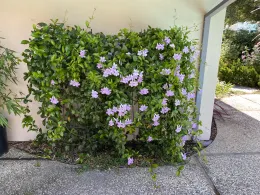 Photo of trumpet vine after rejuvenation.