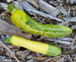Two summer squash on wood chip mulch: one larger with yellow and infected green mottled skin (top), one smaller and mostly yellow (bottom).