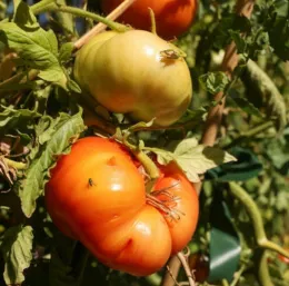 Tips for home gardeners July tasks Sonoma County