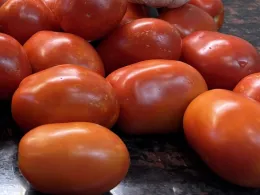 tomatoes