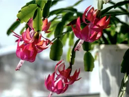 Pink blossoms on a holiday cactus plant