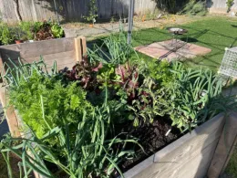 raised bed