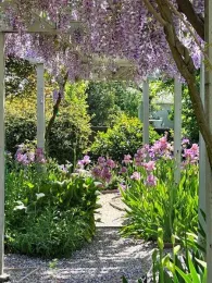 Nostalgia wisteria covered walkway with pink lilies in bloom